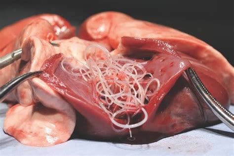 If significant disease is present, treatment may help your cat but their heart function may deteriorate over time and treatment become less effective. What are the chances that an indoor dog contracts ...