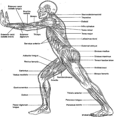 Anatomy Coloring Book Printable