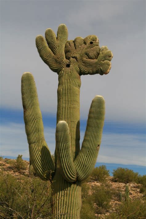 No, cacti are strictly new world plants. John and Aileen on the road: BUSY, BUSY AND PROCRASTINATING