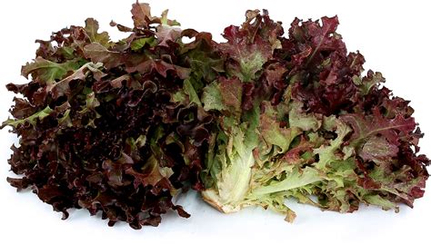 Red Oak Lettuce Information And Facts