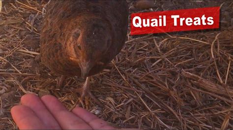 If symptoms progress rapidly, death is possible. Organic Treats for Coturnix Quail and Hand Feeding ...
