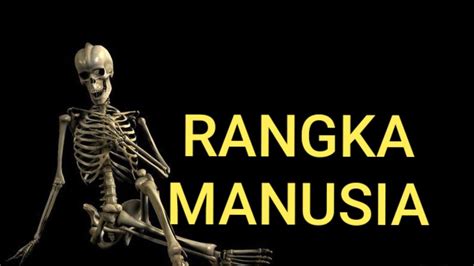 Rangka manusia terbagi atas tiga bagian, yaitu rangka kepala, rangka badan, dan rangka anggota gerak. Pembelajaran kelas 4 rangka manusia - YouTube