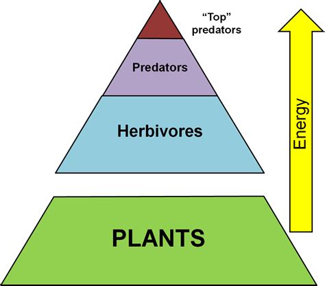 Trophic Level Food Web Food Chain Diagram Consumer Pn