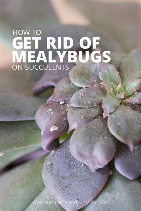 Tips on how to get rid of cactus mealybug. How to get rid of mealy bugs on succulents | Succulents ...