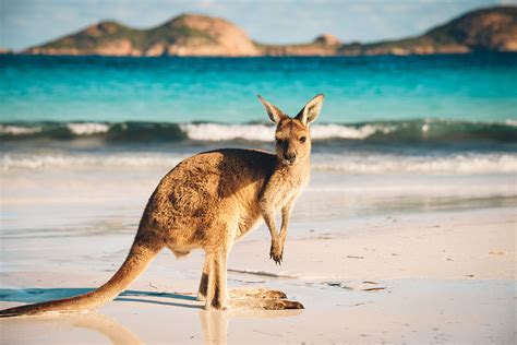 Susipažinkite Keisčiausi Australijos Gyvūnai Gyvenimas 15minlt