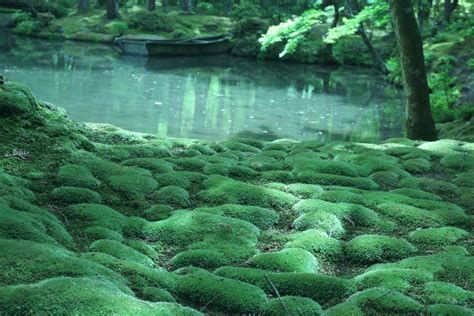 Moss Garden At Saihoji Temple Kyoto Japan Web Magazine