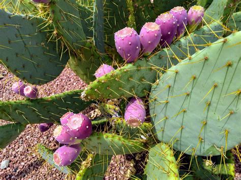 Pin By Nancy Hein On Art Class Cacti And Desert Flora Plant Leaves