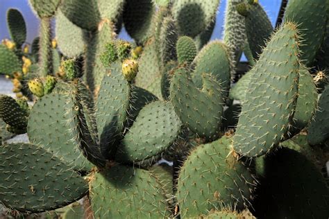 Cactus Cacti Green Free Photo On Pixabay Pixabay