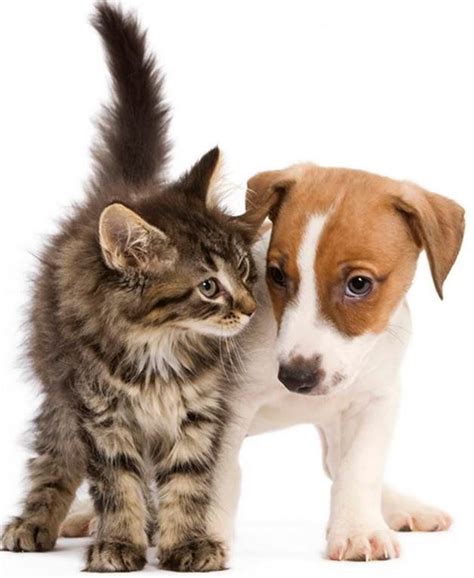 Our friendly staff members are compassionate animal today was the first time i brought my cockapoo to salon de chien for a full grooming. Salon Chiens Chats Paris Champerret | Romain-Paris