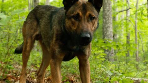 Cult films in the making. Max Director on Working with Dogs as Stars and the Value ...