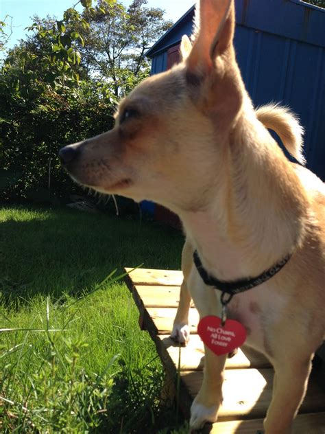 The german shepherd dog is noted for its aloof, gentle, and loving disposition, making it an excellent breed for families and children. Me and my dogs in Halifax, Nova Scotia: Nova Scotia's ...