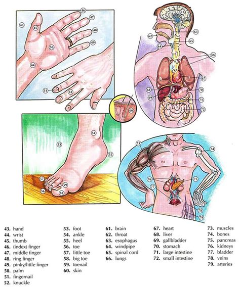 Human body vocabulary and anatomy vocabulary with pictures and list
