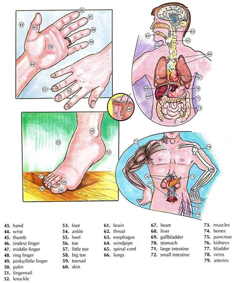You can start learning immediately! Human body vocabulary and anatomy vocabulary with pictures ...