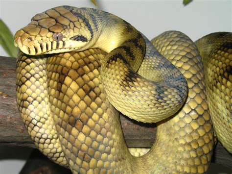 Australian Reptiles List, Pictures & Facts: Amazing Reptiles Of Australia
