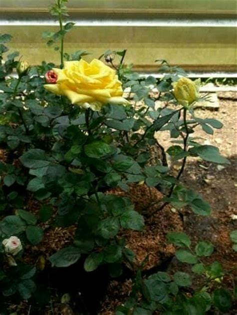 Paling Populer 27 Gambar Tanaman Bunga Mawar Kuning Gambar Bunga Indah