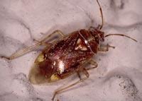 Posted on january 30, 2016 by abigail.meyer | full size is 1497 × 996 pixels. Hemiptera (true bugs)