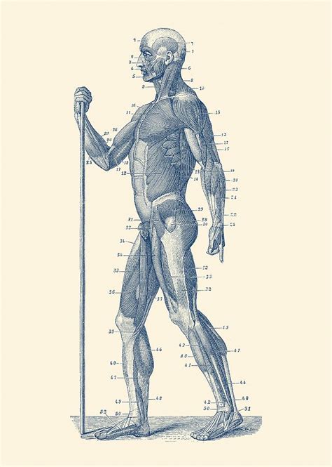 Male Anatomy Diagram Side View Anatomy Of Male Muscles In Upper Body