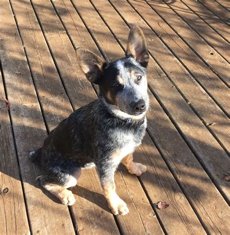 She is a 7 month old australian cattle dog/husky mix! Boomer-Australian Cattle Dog pup (4 months old) | Dogs ...