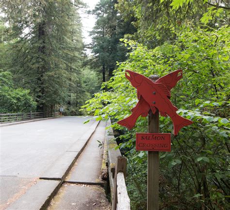 Check spelling or type a new query. Weekend Escape: A Redwood Hike at Samuel P. Taylor State ...