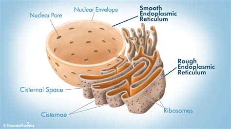 Cell organelles are sub cellular structures which do the compartmentalization and serves different. What Does the Endoplasmic Reticulum Do? | HowStuffWorks