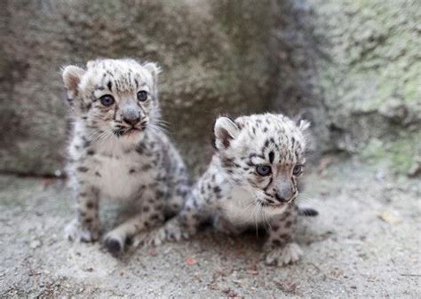 Prepare To Melt With Cuteness Over These Playful Snow Leopard Cubs