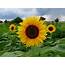 Easy To Grow Plants Sunflowers Big Flowers With Large Seeds  Dengarden