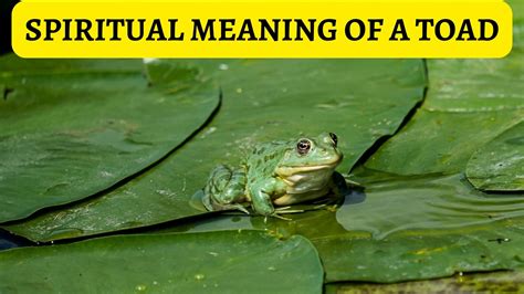 Spiritual Meaning Of A Toad - Guidance And Direction