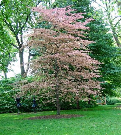 A place for the best guides, pictures, and discussions of all things related to plants and their care. Tricolor Beech Tree, Fagus Sylvatica 'Roseo-marginata ...