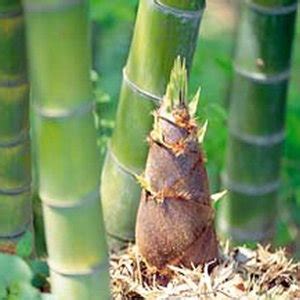 Sayuran kale juga banyak mengandung zat besi seperti sayuran bayam. Jenis Jenis Tanaman Sayuran | Itupedia