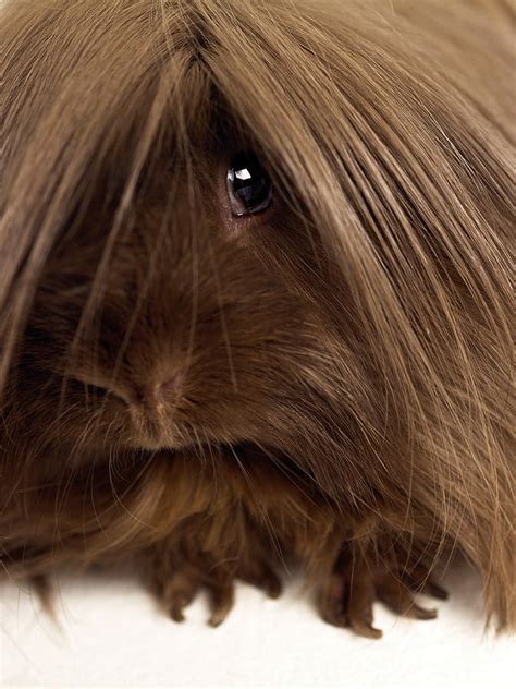 Long Haired Guinea Pig Close Up Photograph By Michael Blann Fine Art