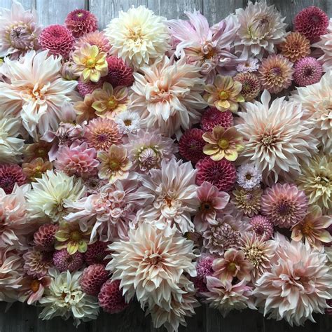 Instagram Floretflower La Passion Des Fleurs Influenth