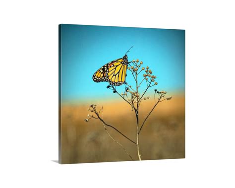 Nature Art Of Monarch Butterfly On Framed Print Handmade