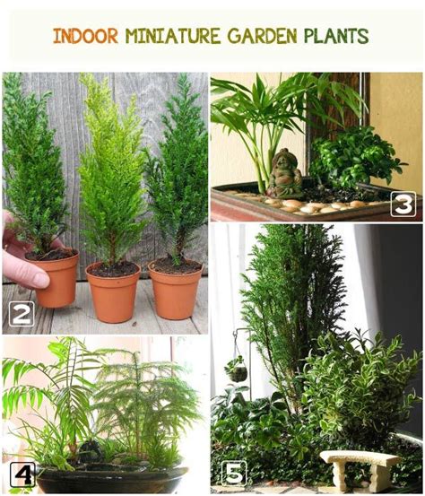Best Living Plants For Miniature Gardens Resource Guide Fairy