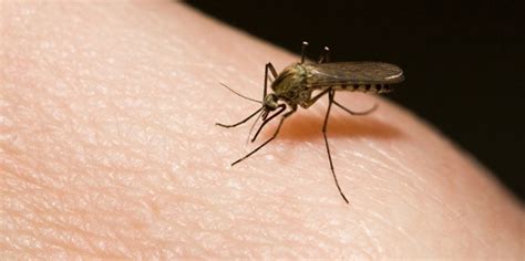 Jun 06, 2021 · derzeit ist das risiko, hierzulande von einer mücke mit einem gefährlichen virus infiziert zu werden, noch sehr gering. Fernreisen: Infektionen durch Zika-Virus breiten sich aus ...