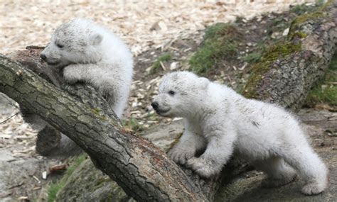 German Zoos Polar Bear Twins Make Public Debut
