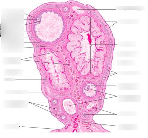 Ovary Histology Diagram Quizlet