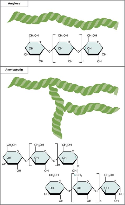 Glycogen Structure Diagram