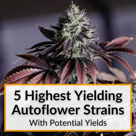 5 Highest Yielding Autoflower Strains Yield Potentials