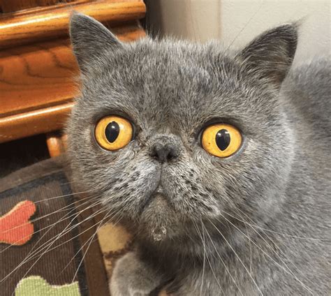 Allogrooming refers to social grooming between members of the same species. Why Does my Cat Stare at Me? FREAKY! | Pawsome Kitty