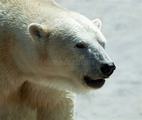 Close Up Of Polar Bear Stock Image Image Of Wild Snow 14607271
