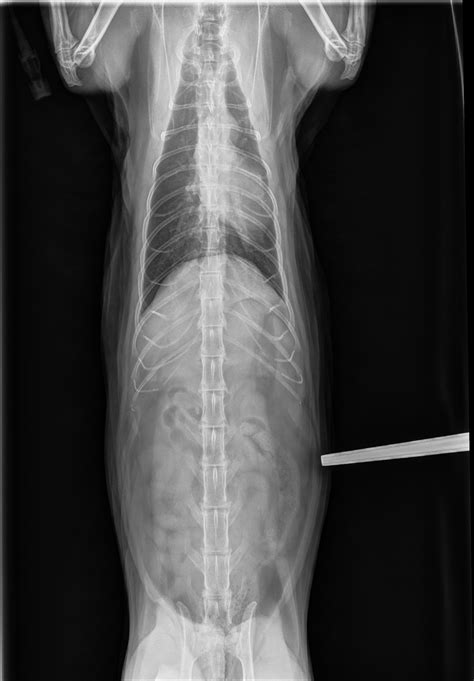 Cat X Ray Pictures