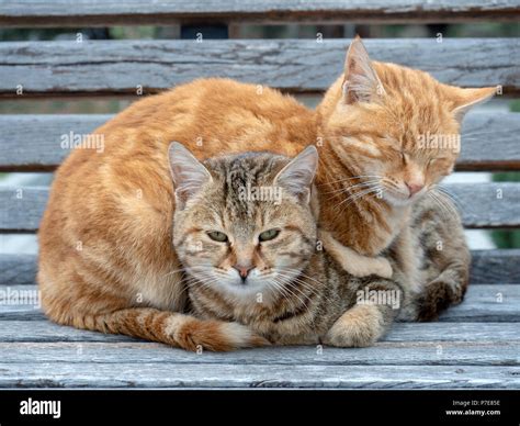 Two Cats Sleep Together Stock Photo Alamy
