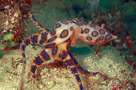 Kajian terkini menunjukkan sotong katak merupakan antara invertebrata yang paling bijak. Fakta Menarik Tentang Sotong Kurita - TCER.MY