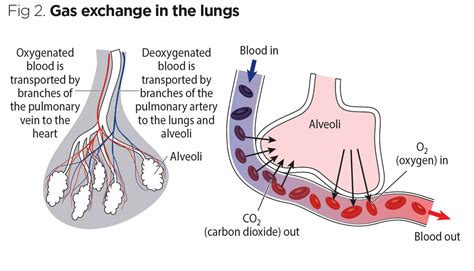 Every Breath You Take The Process Of Breathing Explained Nursing