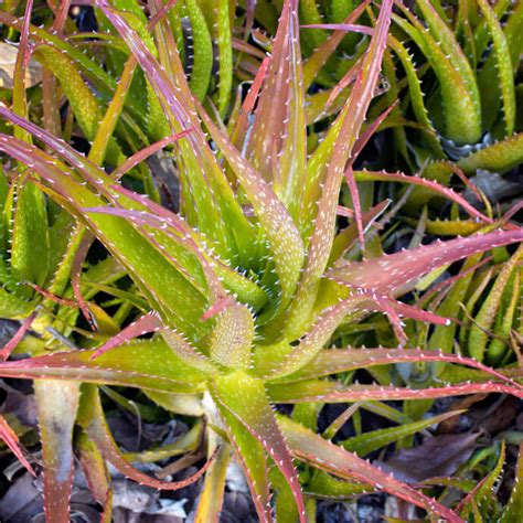 An evergreen perennial, it originates from the arabian peninsula but grows wild in tropical climates around the world and is cultivated for agricultural and medicinal uses. Aloe vera | Kapi'olani Community College