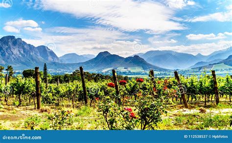 Vineyards Of The Cape Winelands In The Franschhoek Valley In The
