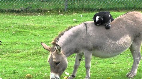 Goat Rides Donkey YouTube