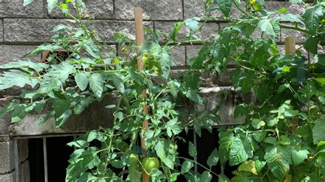 Accidentally Cut Off The Top Of My Tomato Plant 4 Steps To Save It