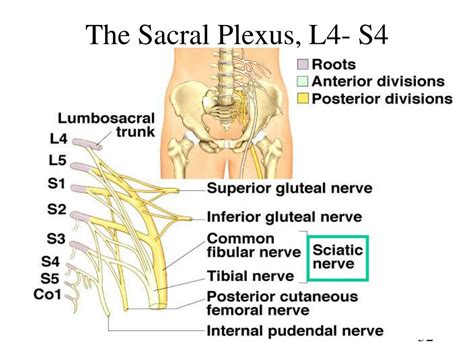 Ppt Chapter 13 Spinal Cord Nerves And Reflexes Powerpoint