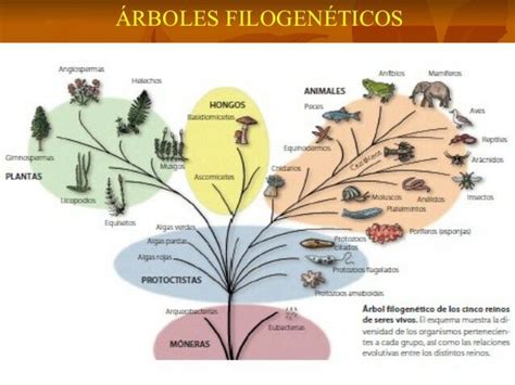 Mapa Mental De Los Cinco Reinos De Los Seres Vivos 2023